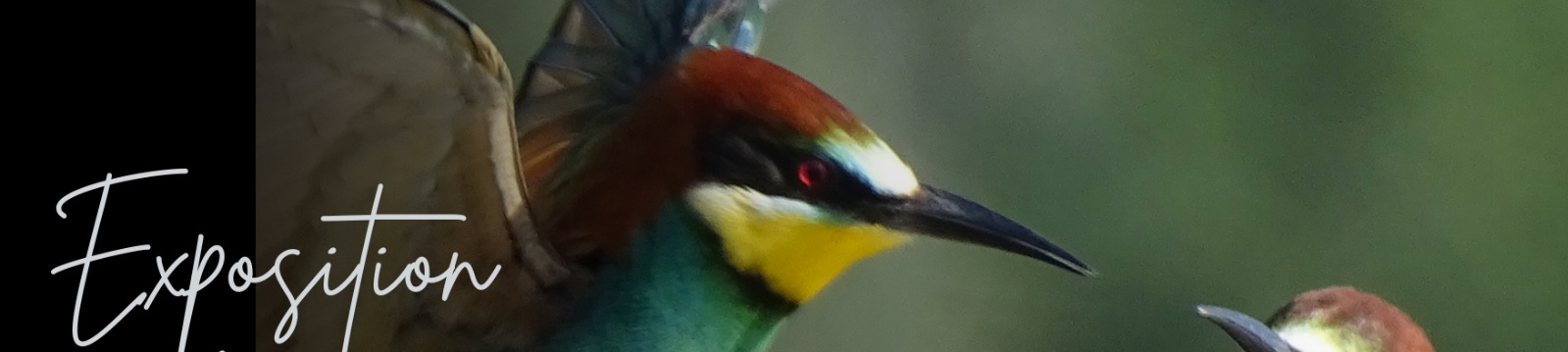 Plumes en Lumière